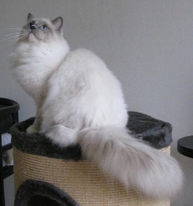 Leo