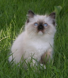 Dexter