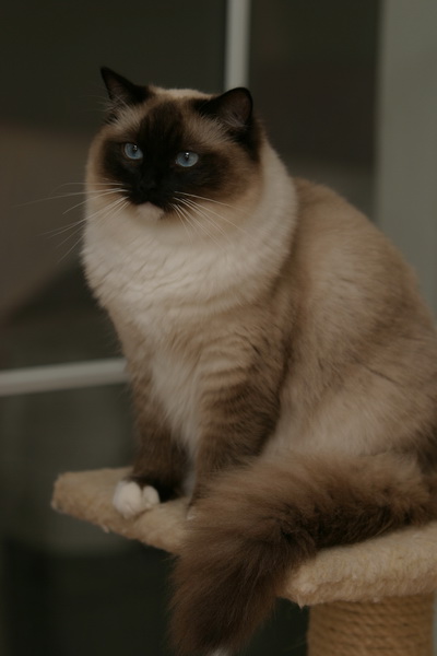 Angelina