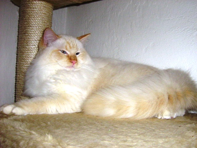 Mirandos
