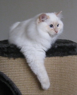 Caesar